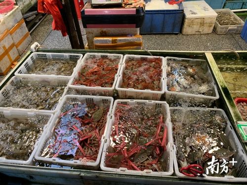 探營佛山農產品批發市場 復工復產之路上的堅守與希望