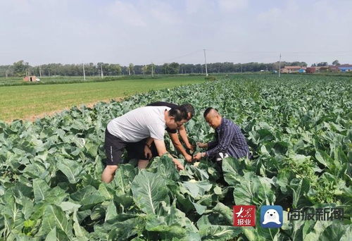 源頭把控鑄就品質豐碑——山東強盛集團臨沂市場赴蔬菜基地考察調研紀實